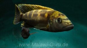 Melanochromis baliodigma 'Masinje' Galerie Melanochromis baliodigma Arten